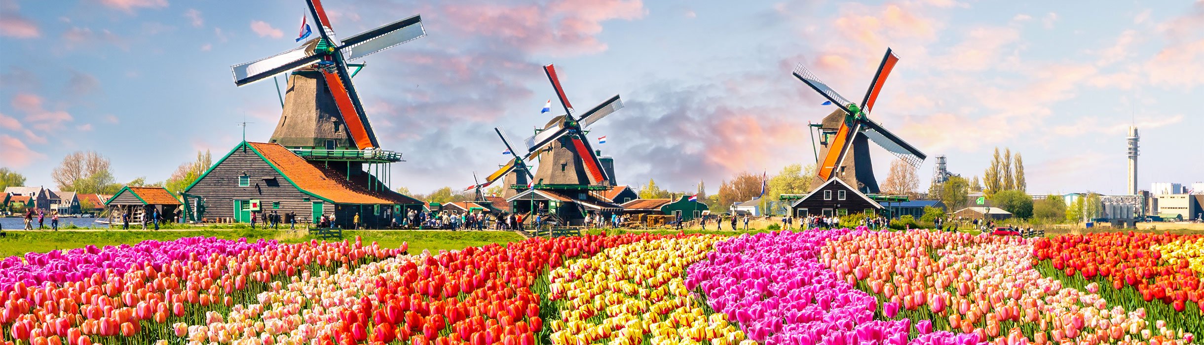 Windmills and Tulips in Amsterdam. Netherlands