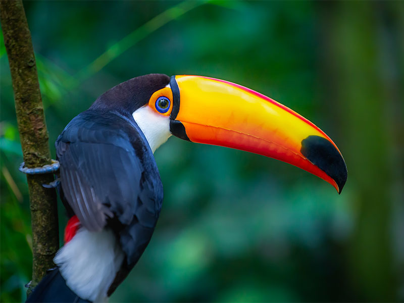 Colorful Toco Toucan tropical bird in Pantanal, Brazil