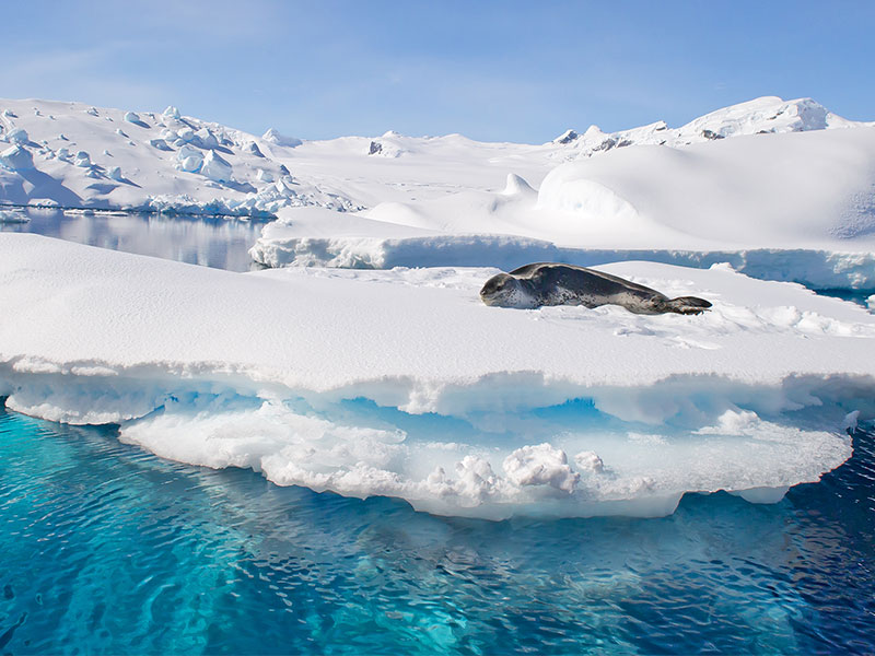 Seal resting on ice float, Antarctic