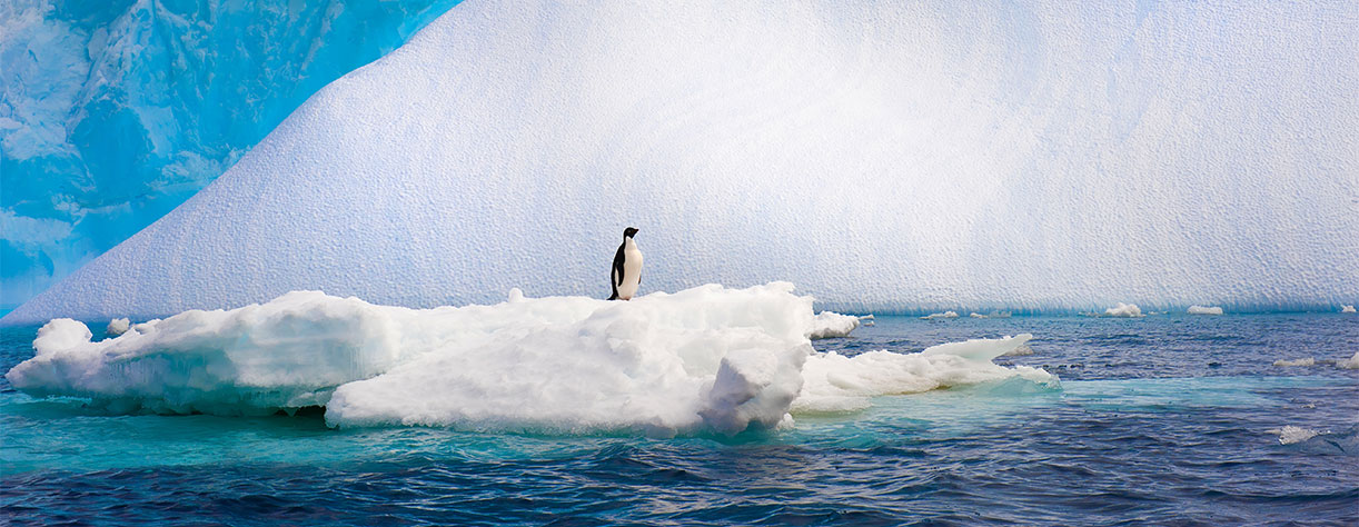Penguin on an Iceberg in the Antarctica Peninsula