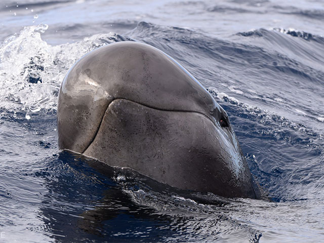 Pilot Whale seen from on board by OWE