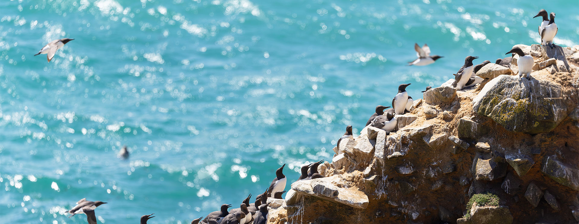 Guillemots on the Harp Rock
