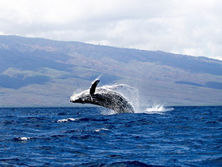 Whale breaching out of water, Iceland
