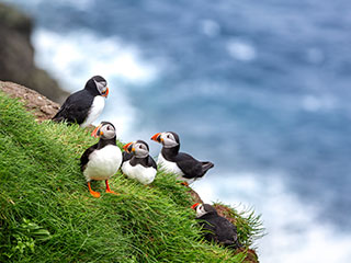 Puffins on a cliff, Shetlands