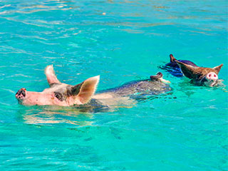 Swimming pigs in Bermuda