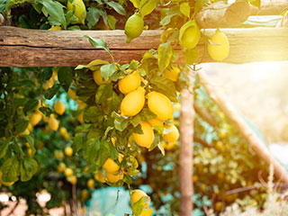 Lemons growing in the Amalfi , Italy