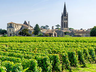 Vineyard in Bordeaux, France