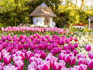 Tulip fields in Amsterdam, Netherlands