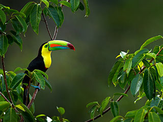 Colourful wildlife, Toucan in the Amazon Rainforest