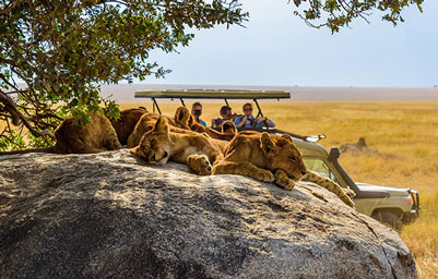 Group of young lions on a rock, safari, South Africa
