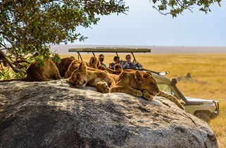 group of young lions on a rock, safari, South Africa